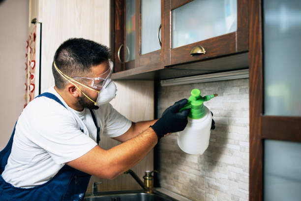 Wasp Removal Services in Simsbury Center, CT