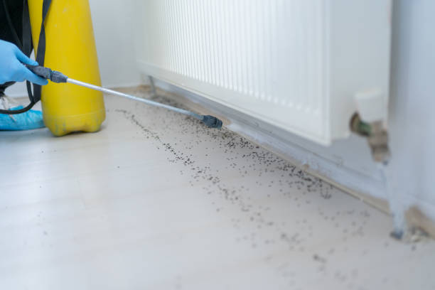 Best Ant Control Services  in Simsbury Center, CT